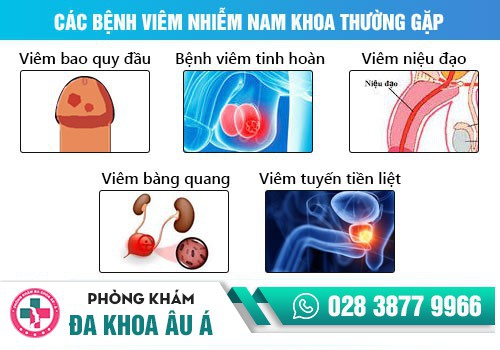 CÁC BỆNH LÝ VỀ DƯƠNG VẬT Ở NAM