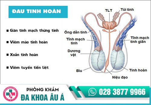 Đau một bên tinh hoàn 