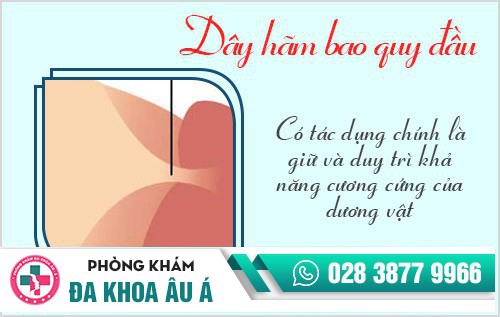 Đứt dây hãm bao quy đầu có sao không?