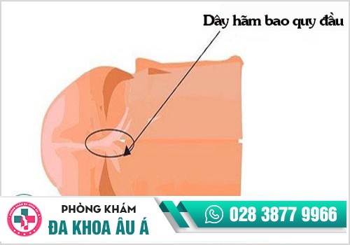 Dây hãm bao quy đầu ở nam giới
