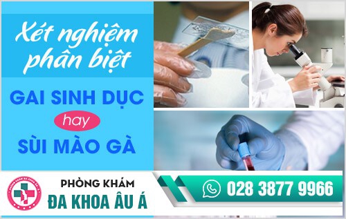 hình ảnh gai sinh dục