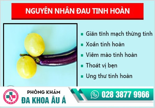 ĐAU TINH HOÀN DO ĐÂU